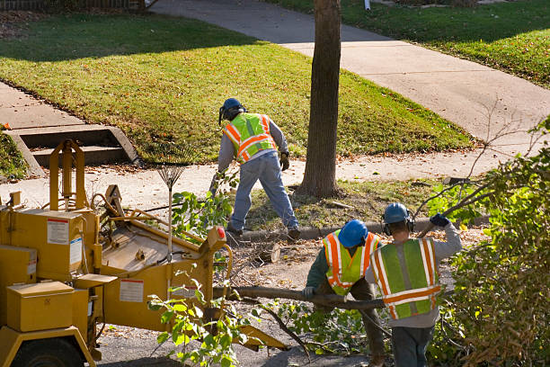  Sullivan Gardens, TN Tree Services Pros